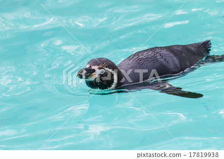 Funny penguins 17819938