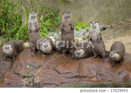 Lovely playful otters in symmetrical stand 17819943