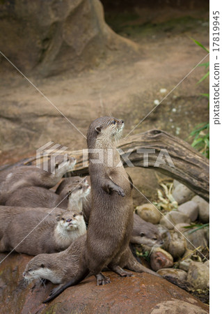 Lovely playful otters 17819945
