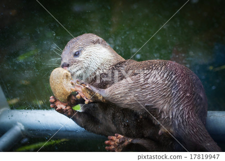Lovely otter plays with stone Lovely otter plays with stone 17819947