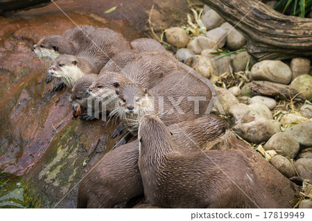 Lovely playful otters Lovely playful otters 17819949
