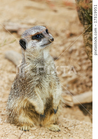 meerkats mongoose observing meerkats mongoose observing 17819951