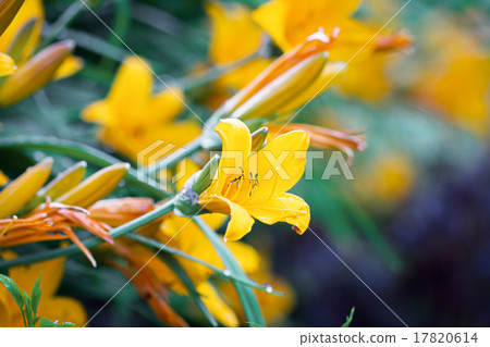 Lily flower 17820614