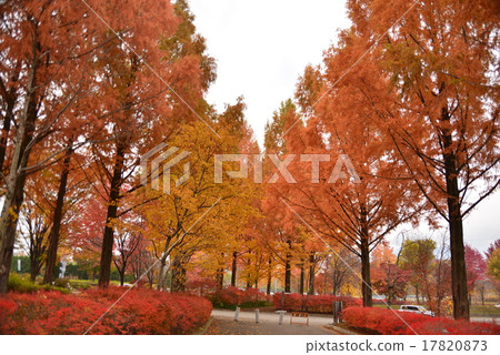 Late Autumn Park Late Autumn Park 17820873