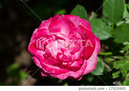 Rose flower 17820905