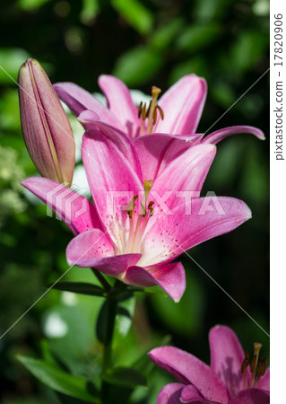 Lily flower background Lily flower background 17820906
