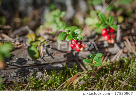 Fresh cranberries in the forest 17820907