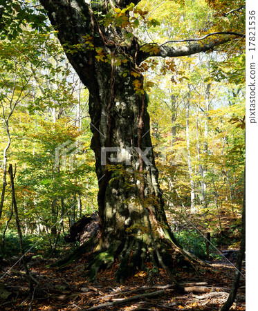 Big tree of the mountains 17821536