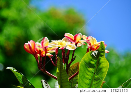 Holidays in Hawaii 17821553