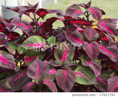 Corius leaves purple Corius leaves purple 17821781