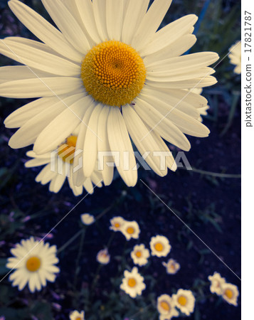 從正上方看不同高度的菊花 17821787