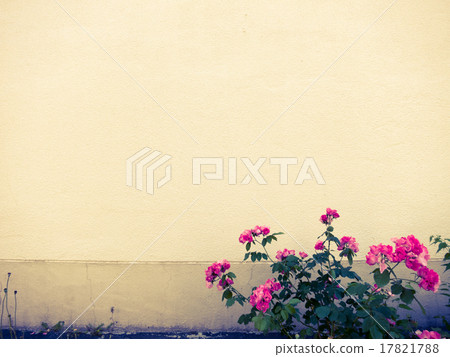 開花對白色牆壁的花 17821788