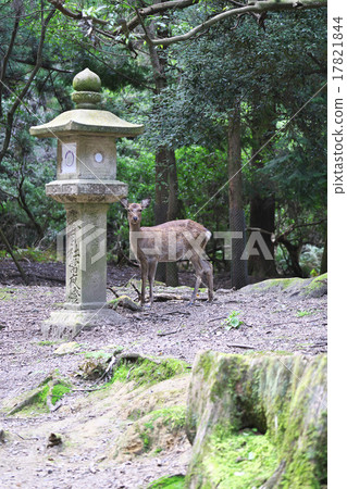 Lantern Deer Lantern Deer 17821844