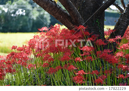 Flowers Flowers 17822229
