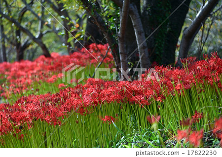 Flowers Flowers 17822230
