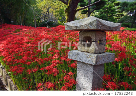 花 17822248