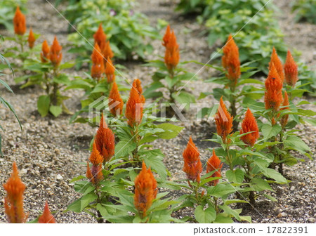 Catechu orange color 17822391