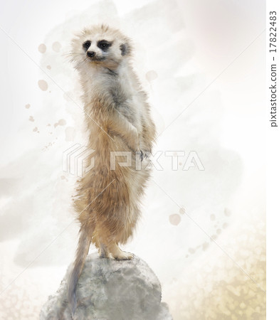 Meerkat Watercolor 17822483