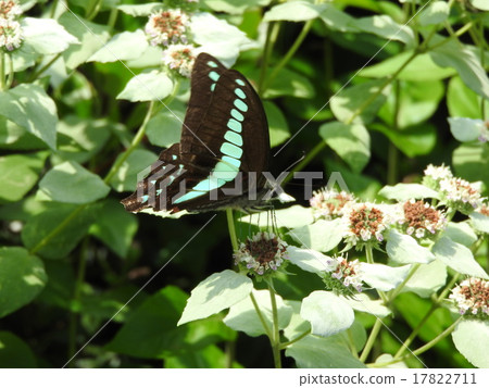 Aosujija is a beautiful swallowtail butterfly with a pale streak in black. 17822711