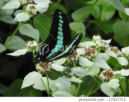 Aosujija is a beautiful swallowtail butterfly with a pale streak in black. 17822712
