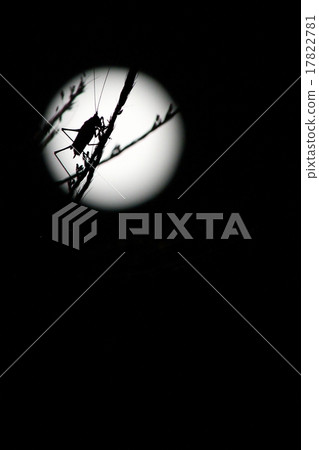 Grasshopper in the full moon Grasshopper in the full moon 17822781