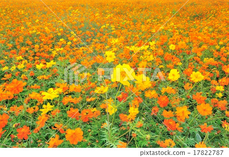 黃波斯菊 黃波斯菊 17822787