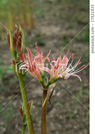 Cluster amaryllis 17822835
