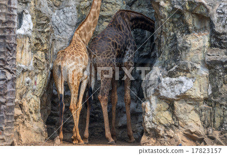 two beside Giraffe standing on the rock without Giraffe neck two beside Giraffe standing on the rock without Giraffe neck 17823157