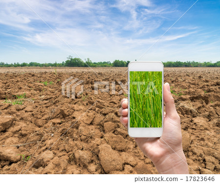 Female hands holding smart phone taking pictures paddy rice dry Female hands holding smart phone taking pictures paddy rice dry 17823646