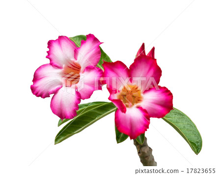 Close up Beautiful Desert Rose,scientific name is adenium obesum 17823655