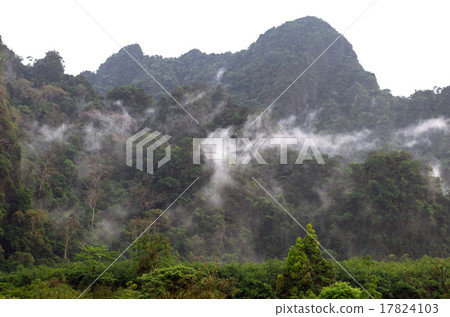 Misty tree forest on the mountain landscape with fog, thailand 17824103