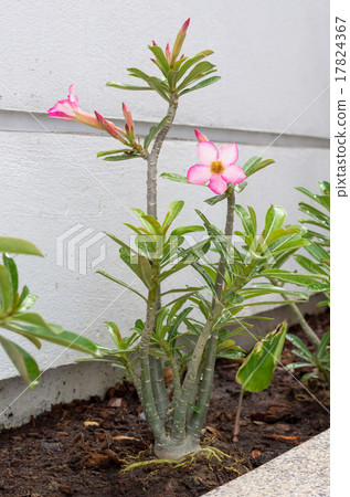 Beautiful Desert Rose,scientific name is adenium obesum 17824367