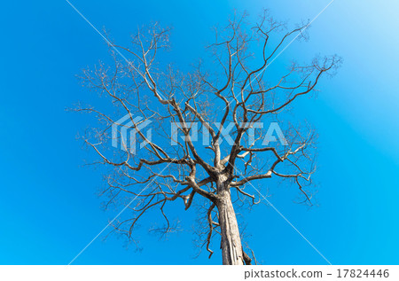 Dry tree on blue sky Dry tree on blue sky 17824446