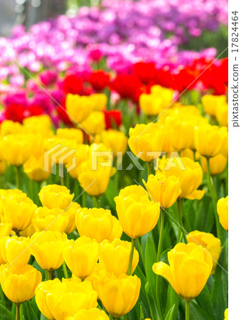 various color beautiful tulips field on morning 17824464