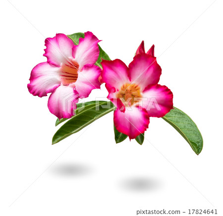 Close up Beautiful Desert Rose,scientific name is adenium obesum 17824641