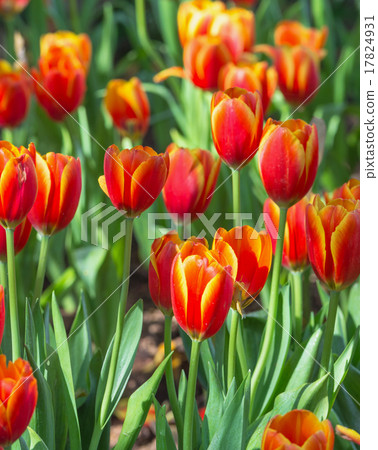 Red beautiful tulips field on morning 17824931