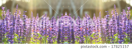 Blue Salia field when sunset with light ray 17825157