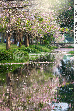 row of Pink Trumpet Tree in the park with lake 17825161