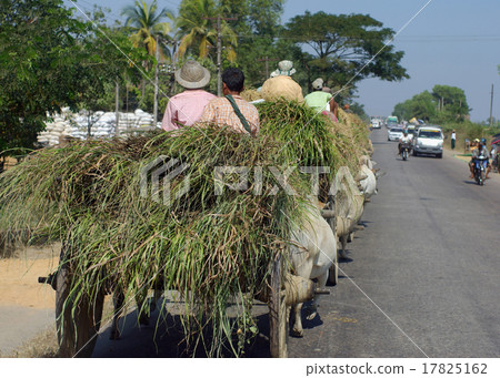 Bagan, MYANMAR - SEP 6: An unidentified farmers are transporting 17825162