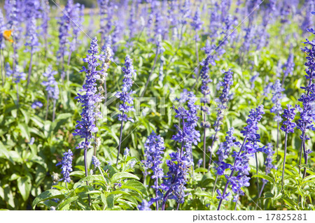 Salvia's flower garden Salvia's flower garden 17825281