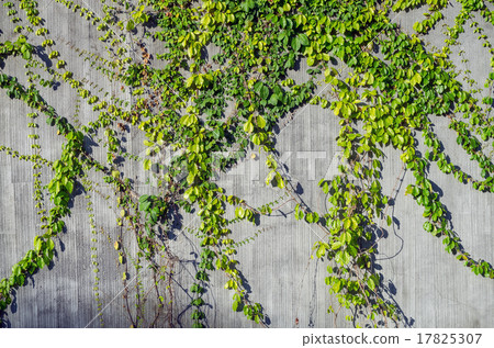 ivy leaves on wall background ivy leaves on wall background 17825307