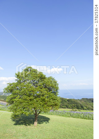 Grassland and blue sky Grassland and blue sky 17825314