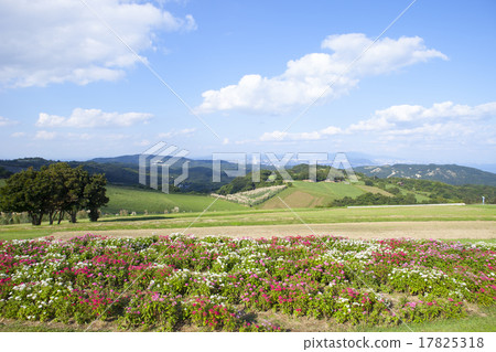 Scenery of blue sky and flower garden Scenery of blue sky and flower garden 17825318