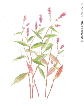 Red Manmaku Inu Teda Inutade Red Manmaku Inu Teda Inutade 17825518