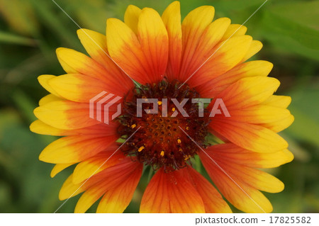 Gaila Ludia up 17825582