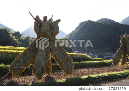 Yozukuhade Yozukuhade 17825859