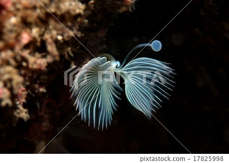 Fusenia kanzashi Fusenia kanzashi 17825998