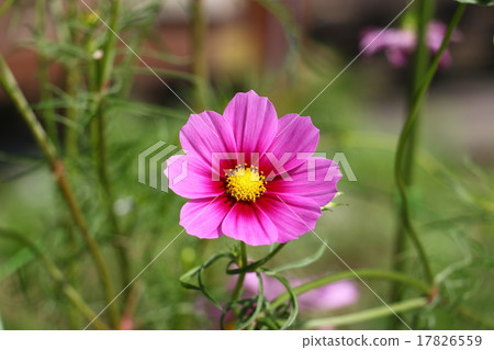 Cosmos (fall cherry) 17826559