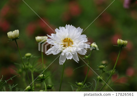 Cosmos (fall cherry) 17826561
