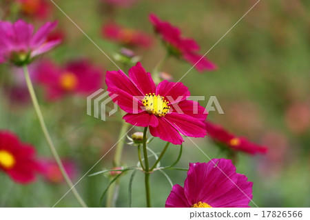 宇宙（秋天的櫻桃） 17826566